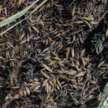 海藻羊栖菜，厂家专用海藻，自家专业种植，原产地一手货源
