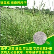 进口提摩西草种子猫尾草梯牧草兔子豚鼠荷兰猪优质草牧草