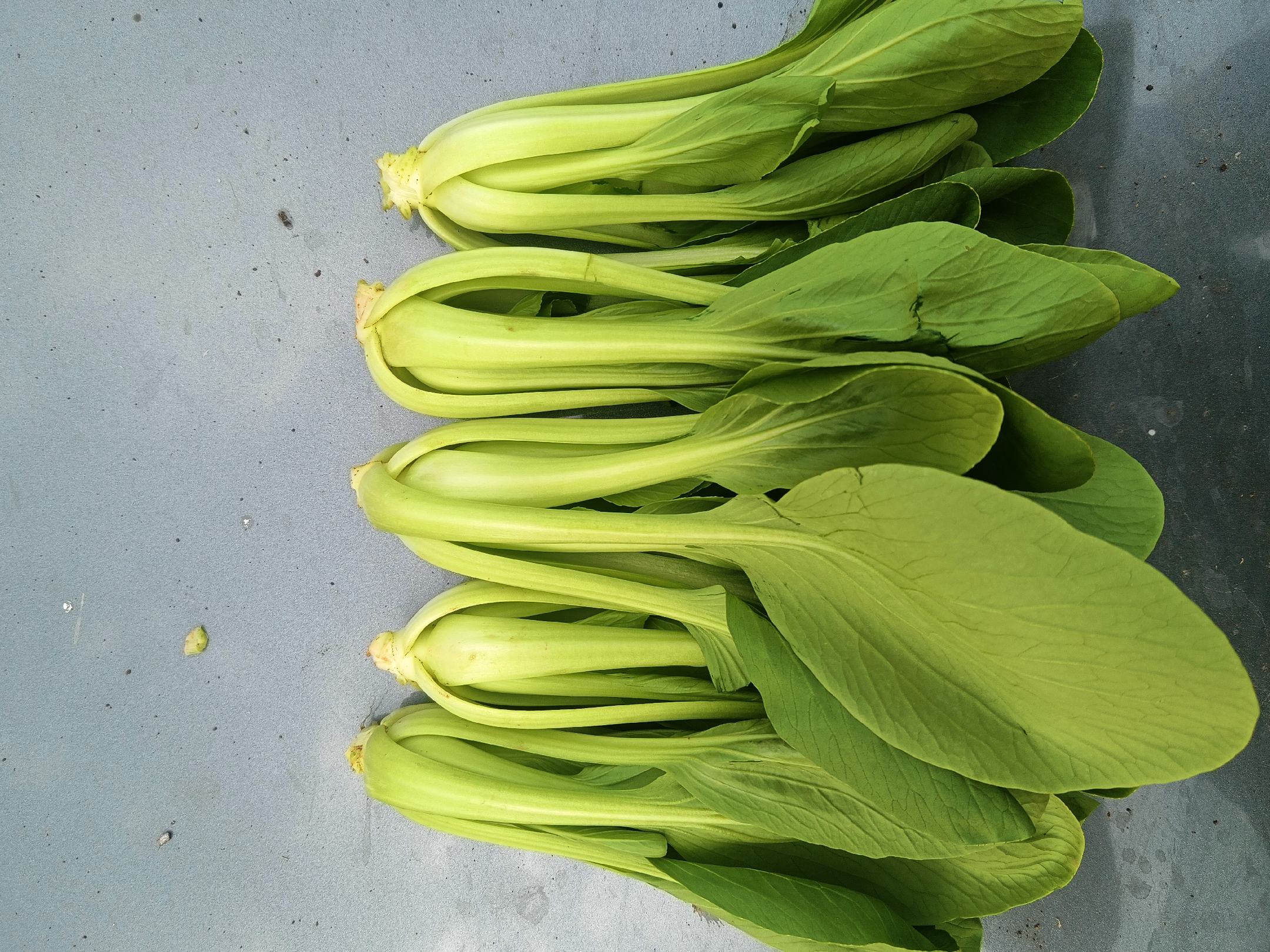 空心菜与油麦菜对比图