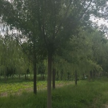 卫矛绿篱卫矛球40公分到80公分欢迎大家电话联系