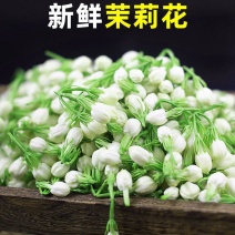 广西横县鲜鲜茉莉花菜用茉莉花现摘现发空运包邮保质保量