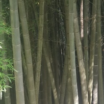 贵州省从江县深山楠竹三年以上竹子可以破竹加工