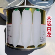 优良韩国新品种大阪白龙萝卜种子耐抽苔抗病强白萝卜种子