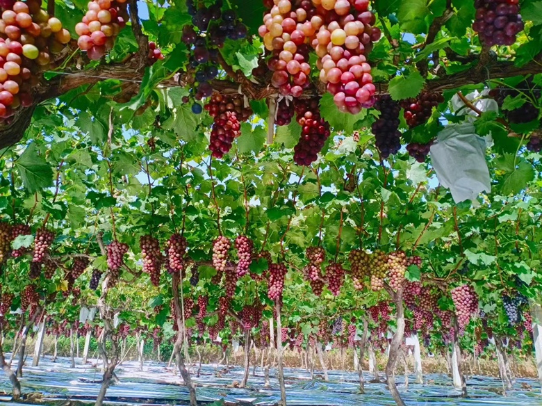 户太八号葡萄园种植场景