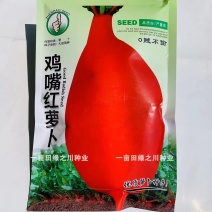 正宗鸡嘴红萝卜种子品质好早熟贼不偷萝卜种子腌制萝卜干