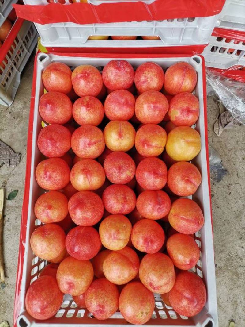 红八一李子,个头颜色相当好,大量货源欢迎您的来电