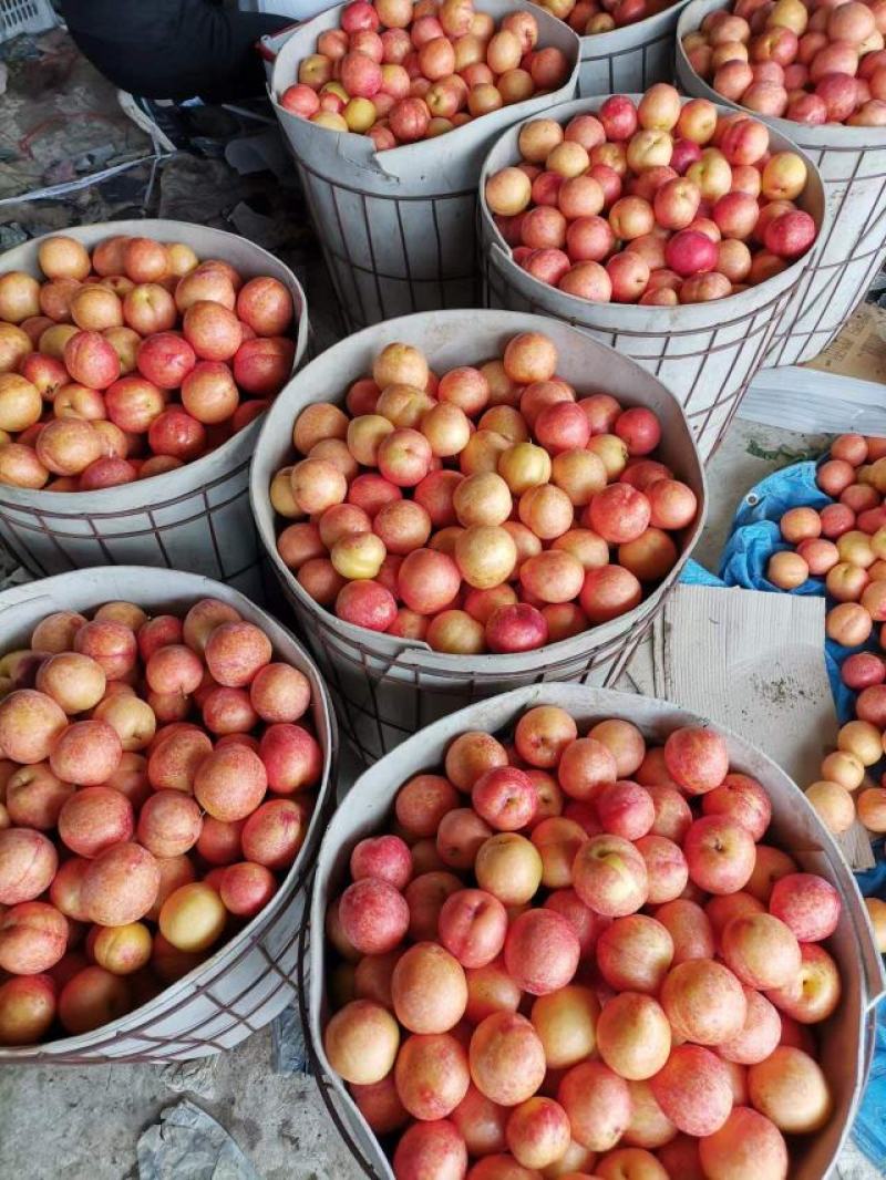 红八一李子,个头颜色相当好,大量货源欢迎您的来电