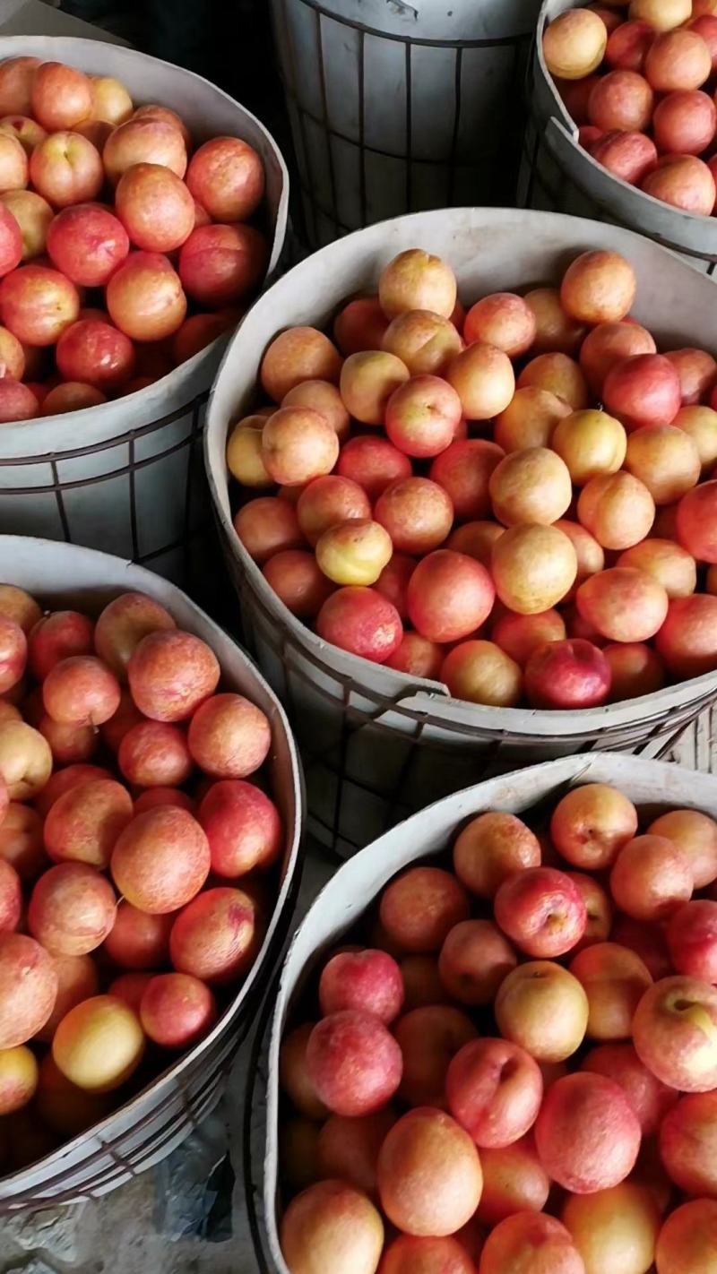 红八一李子,个头颜色相当好,大量货源欢迎您的来电