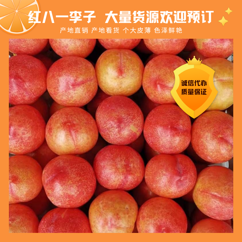 红八一李子,个头颜色相当好,大量货源欢迎您的来电