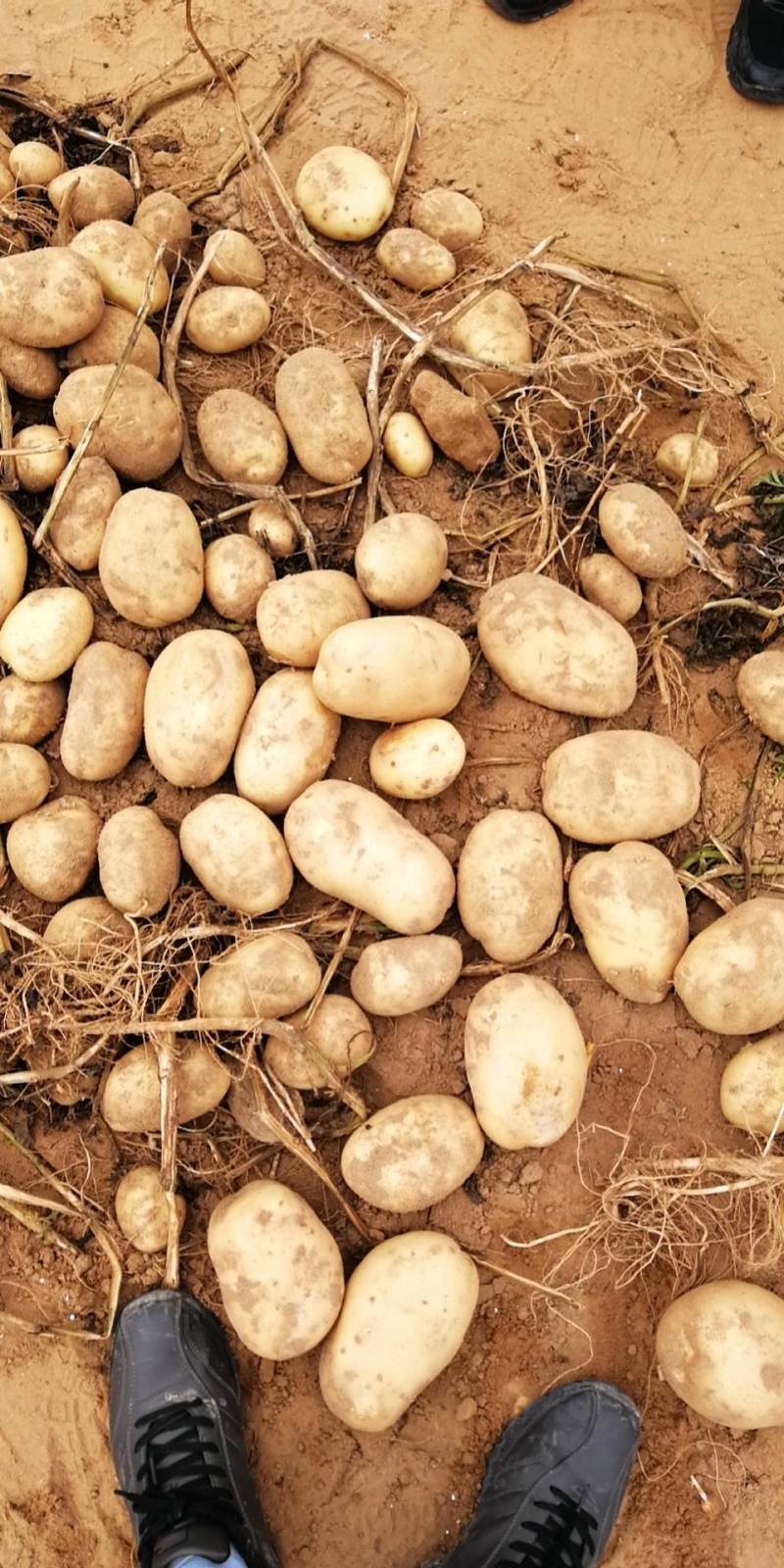 德薯7号土豆产地发货对接全国批发电商价格便宜