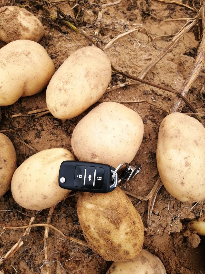 德薯7号土豆产地发货对接全国批发电商价格便宜