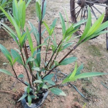 翠芦莉