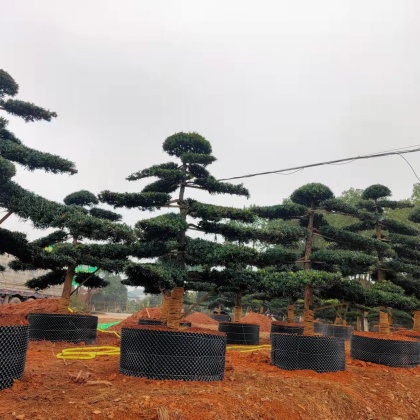 广西钦州灵山县罗汉松价格行情走势 - 一亩田