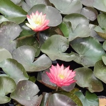 【优选】安新睡莲水生植物精品优选量大从优品质保证欢迎采购