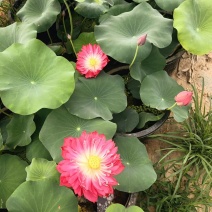 【量大从优】安新荷花各种水生植物品质保证量大从优欢迎