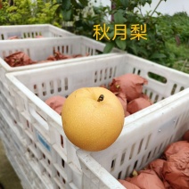 秋月梨