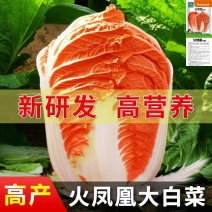 火凤凰大白菜种子红白菜籽橘红心白菜农家大田易种植抗病高产