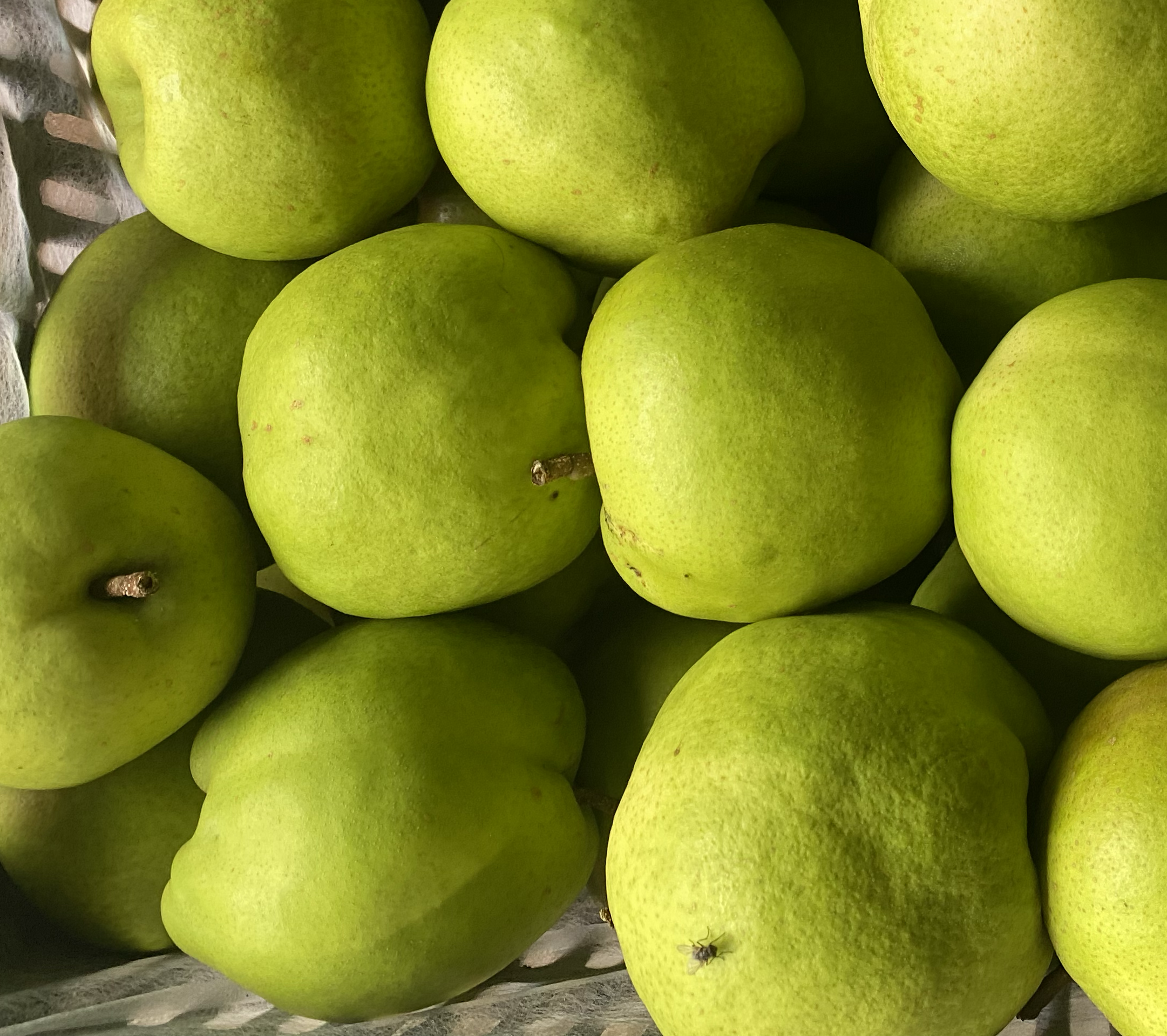 香梨果实特写,展示其晶莹剔透的果肉和饱满的外形 香梨果实特写