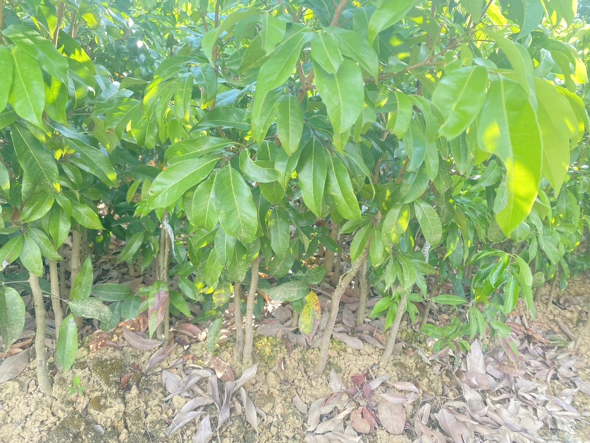 仙进奉荔枝苗幼苗特写