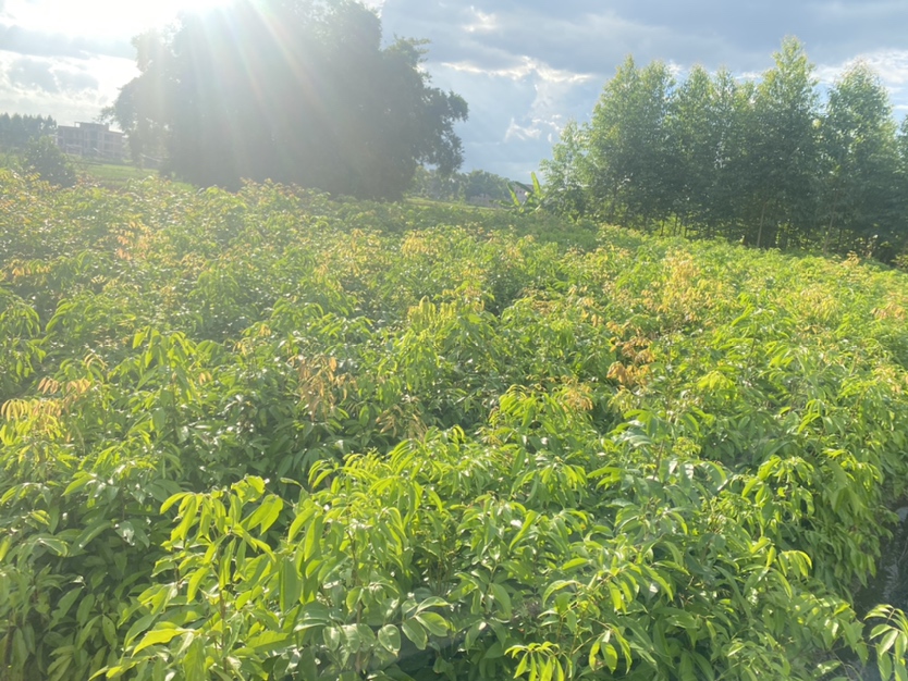 现代化荔枝育苗基地全景