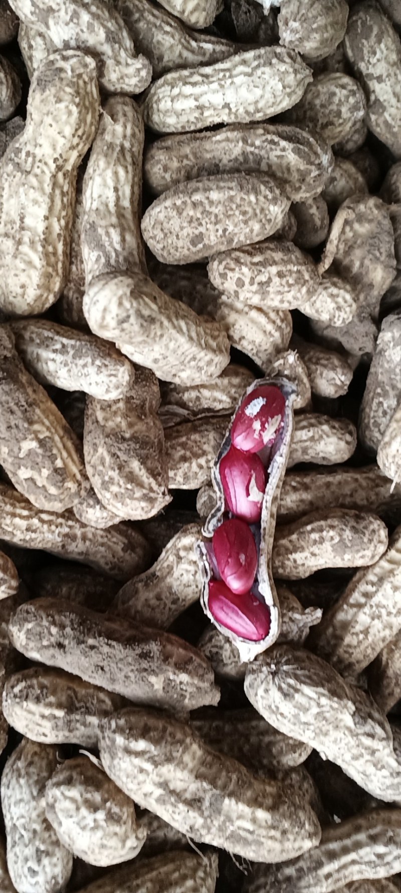 [四粒红花生批发]江苏徐州铜山区花生 2.