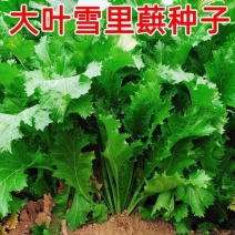 新品大叶雪里蕻种子雪菜种子九头鸟雪里红腌制梅干菜易种芥菜
