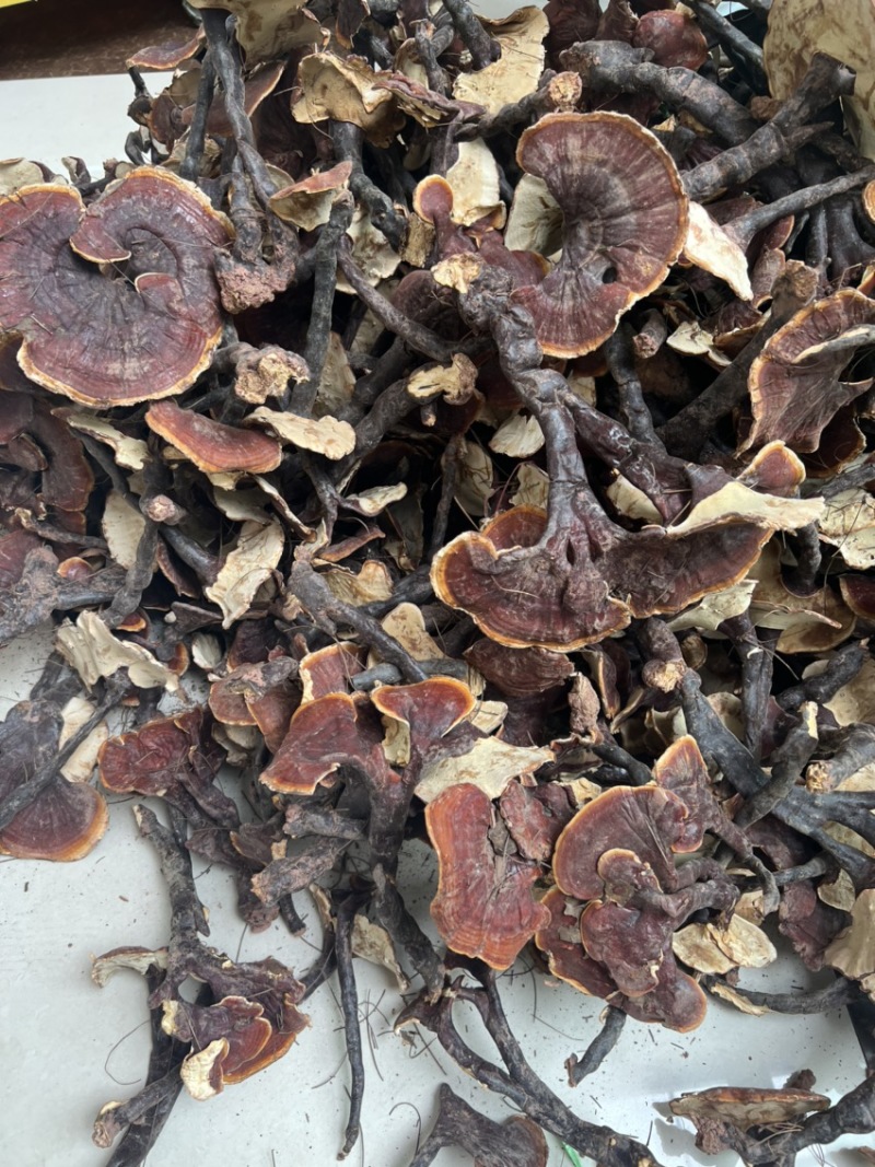 野生白灵芝,人工种植高仿野生灵芝