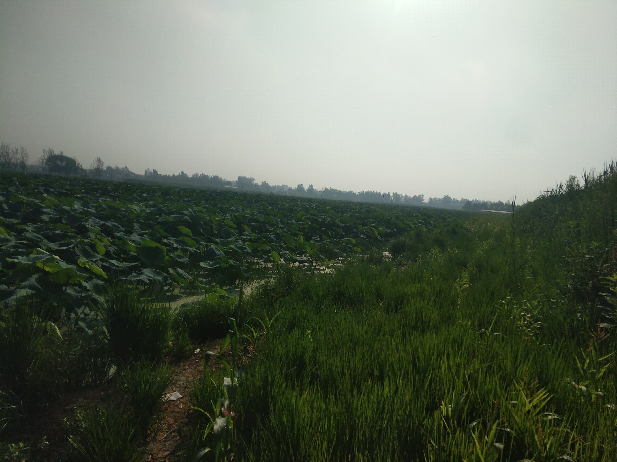 荷塘全景：夏日清晨的荷塘，水面铺满青绿色圆形荷叶，部分叶片上可见晶莹露珠，远处有淡粉色荷花点缀，水下隐约可见白色莲藕形态