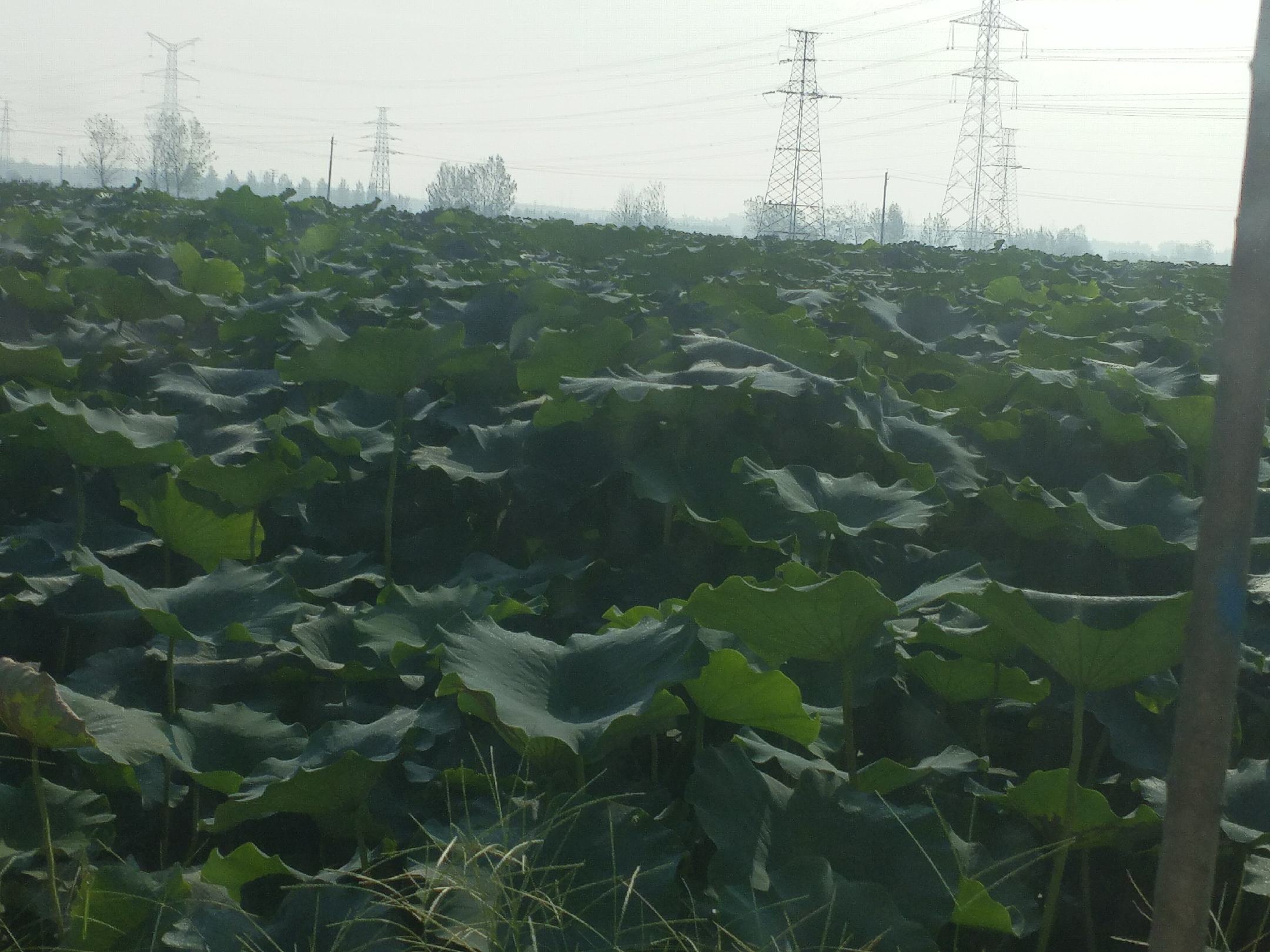 一幅自然场景照片,显示一片湿润泥土中露出几个乳白色、略带弯曲的小节状物体,类似微型莲藕,周围有苔藓和落叶,阳光透过树冠洒下,营造出森林湿地的氛围 野外发现的迷你节状植物