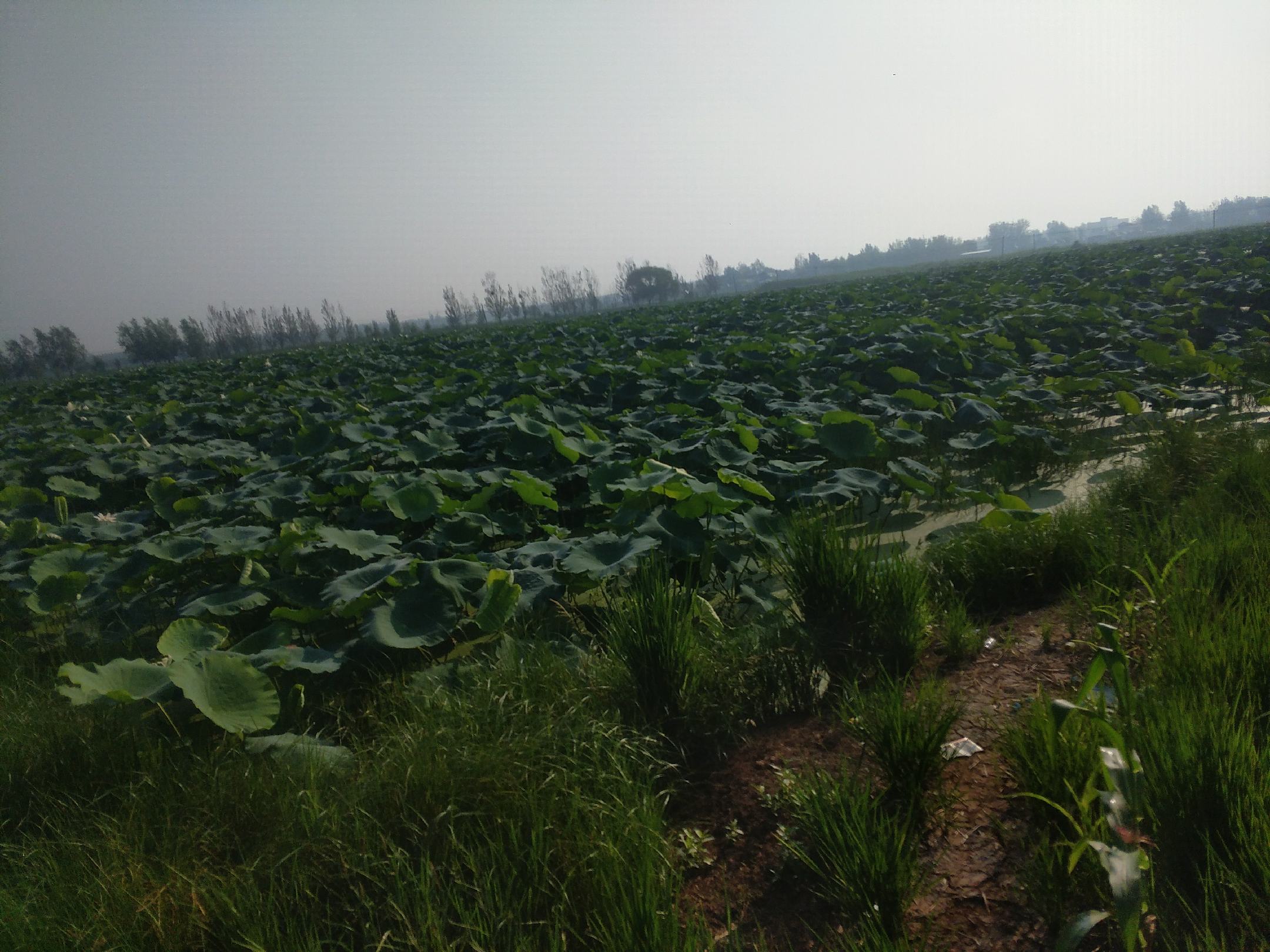 晾晒场上整齐铺开的子白莲
