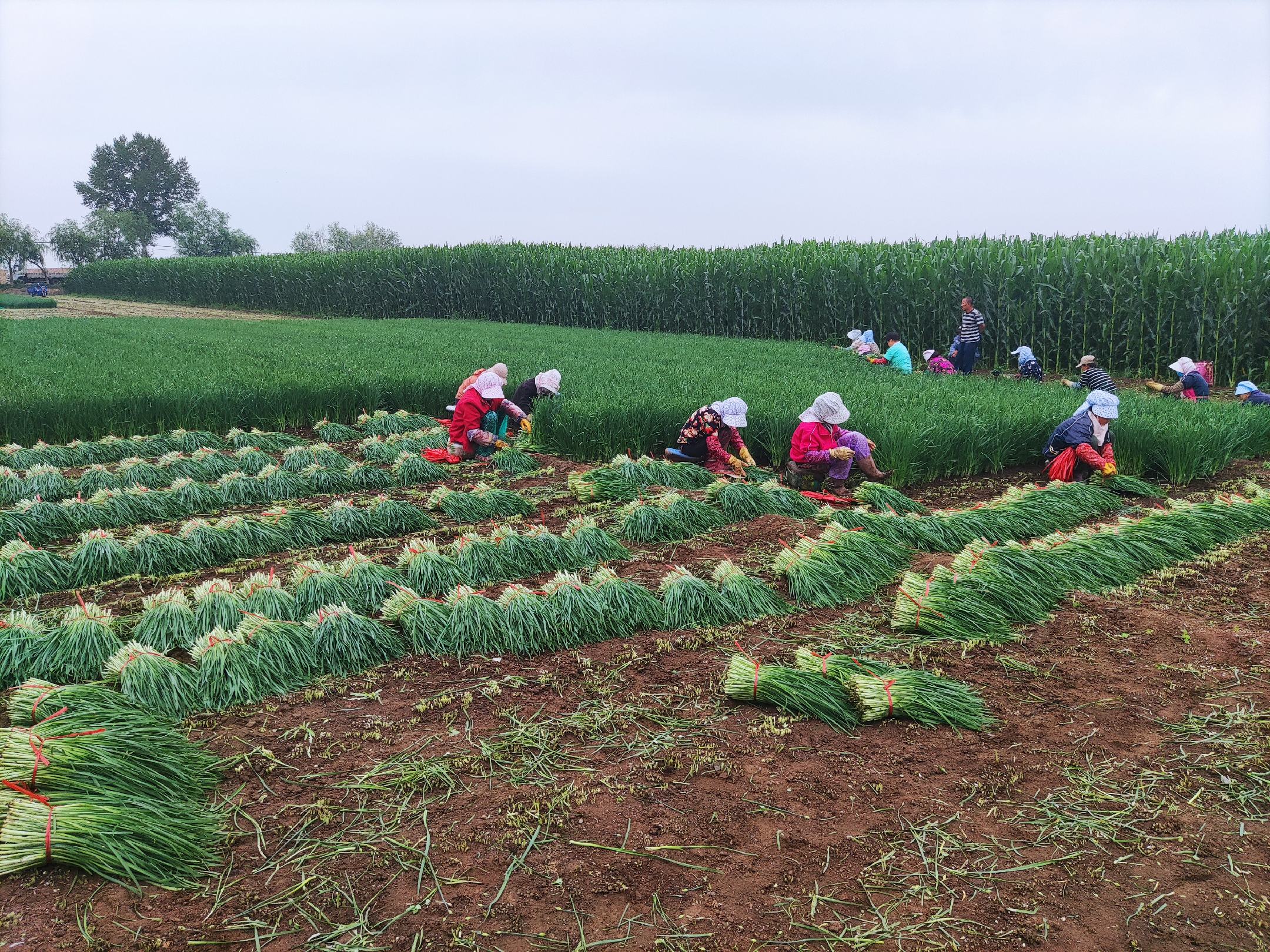 农民正在田间收割成熟的韭菜,准备打包销售 收割韭菜