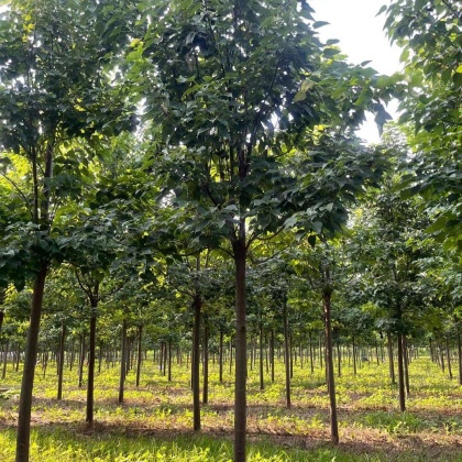 川汇区楸树价格行情走势 - 一亩田