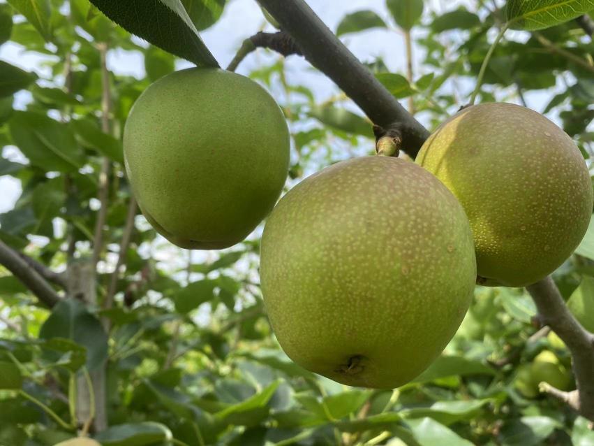 唐山酥梨横切特写图