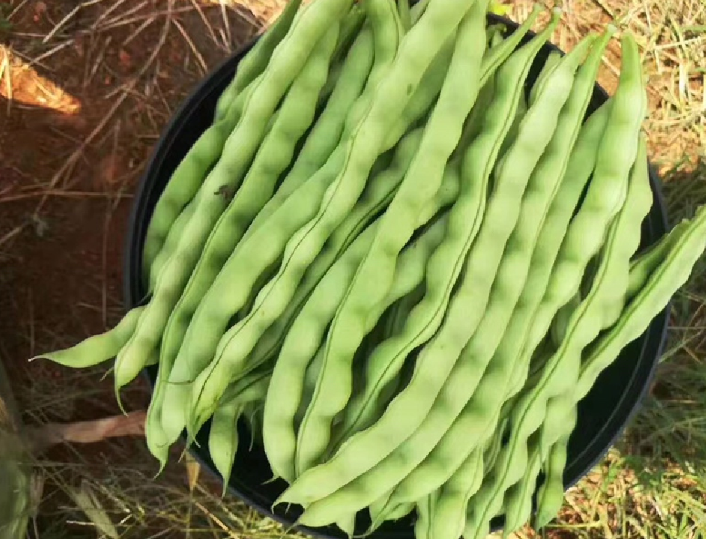 青大豆生产线加工场景