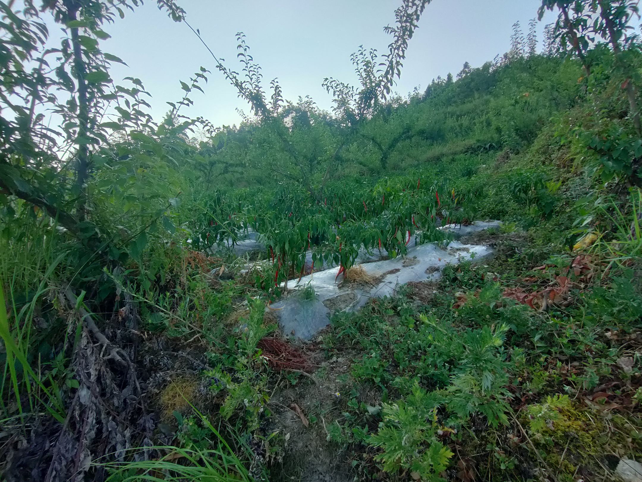 长尖椒种植田实景图
