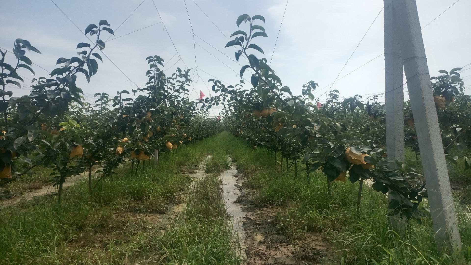 日本黄金梨果园实景