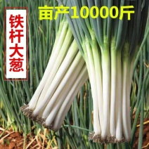 铁杆大葱种子四季长白高产山东章丘抗病耐寒耐热东北大梧桐葱