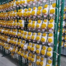 金耳菌包大量供货需要的直接找我，价格实惠