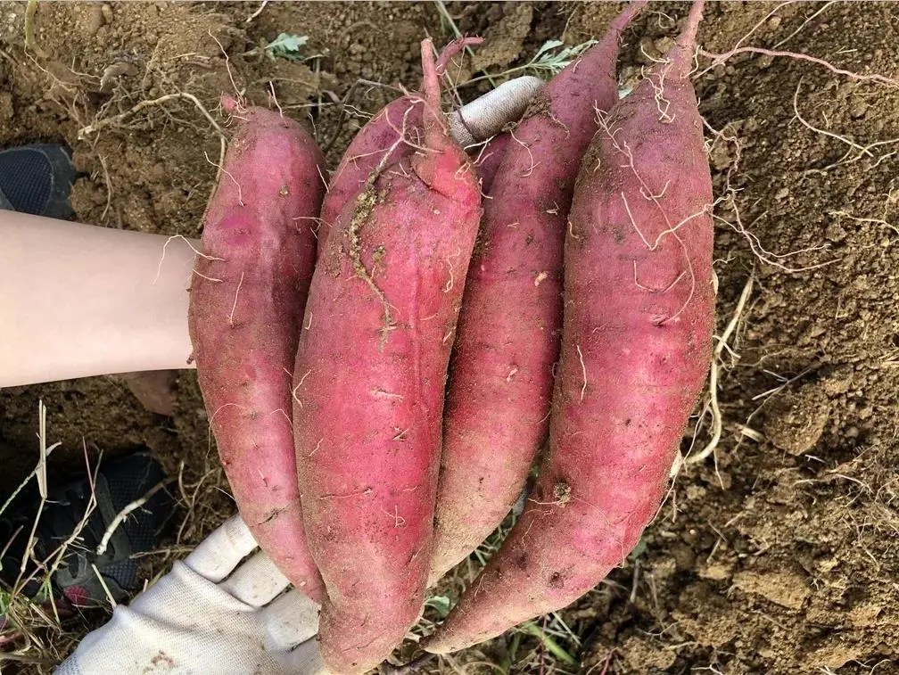 图片展示济薯26的收获场景,农民正在挖掘甘薯,薯块饱满、表皮光滑,堆放在田间等待装车运输 济薯26收获场景