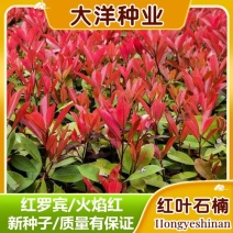 新采摘红叶石楠种子四季常青绿化种子红罗宾火焰红石楠树种籽