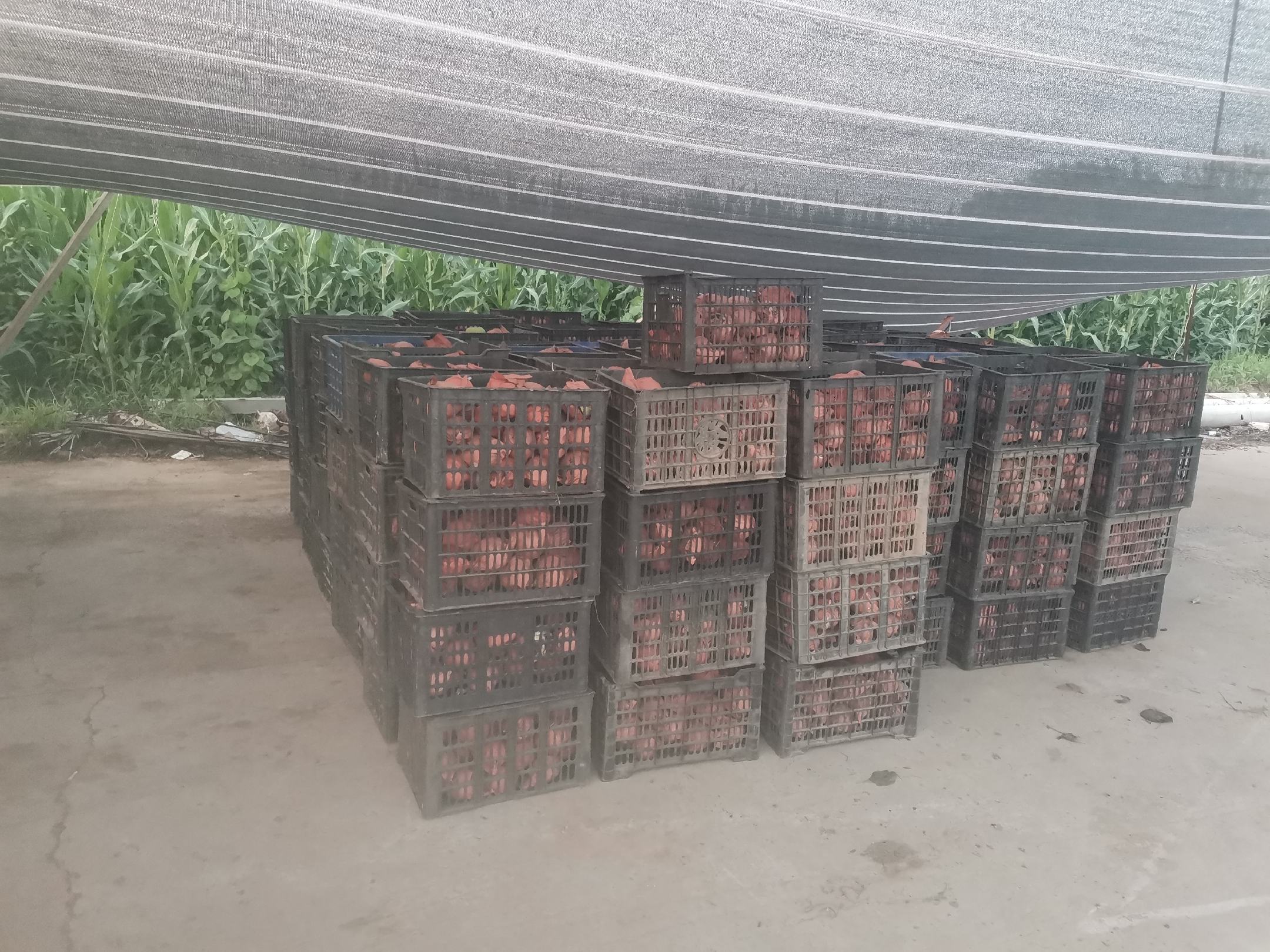 秋月梨不同地区棚架结构示意图