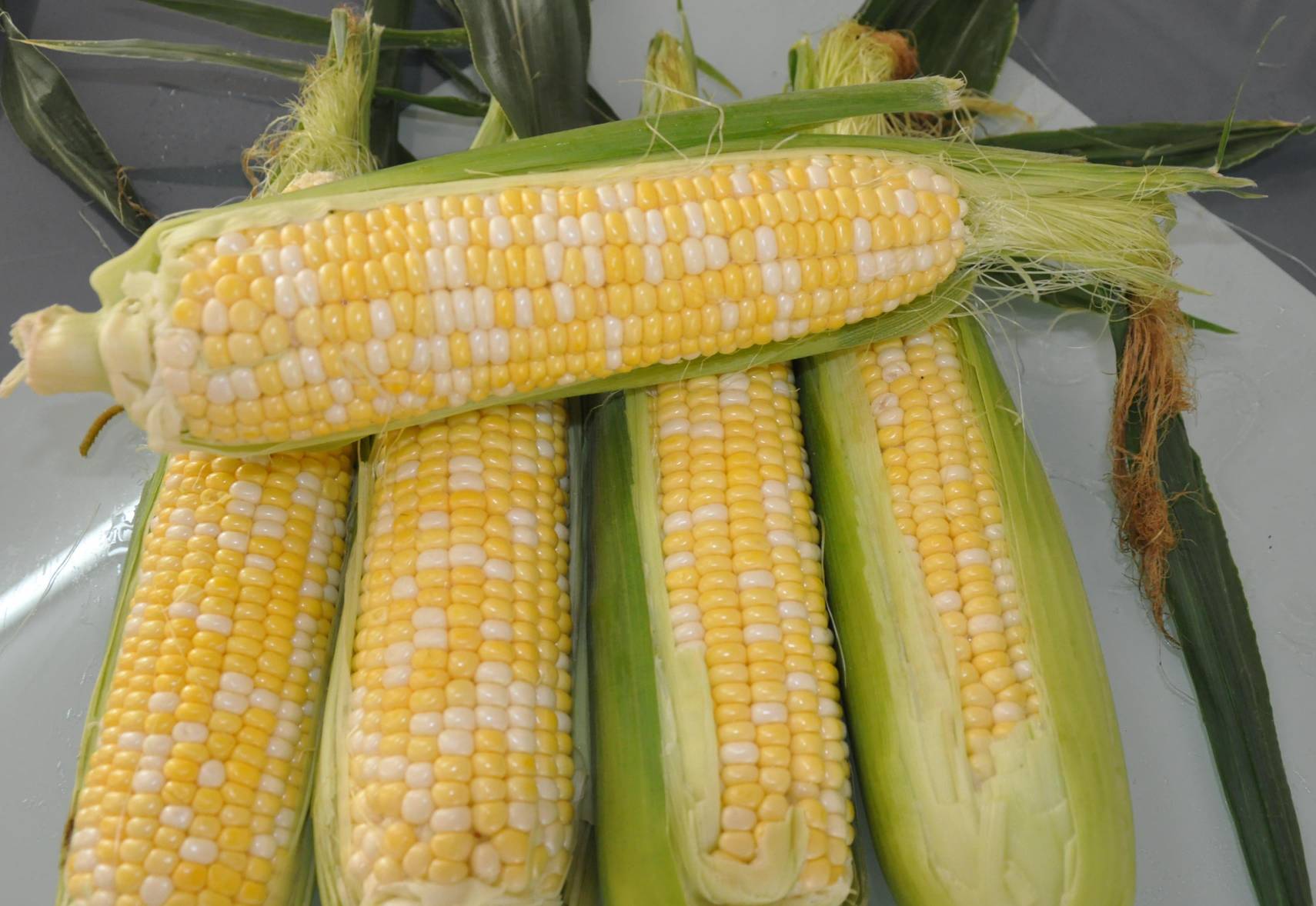 高清特写:新鲜采摘的水果玉米保留完整青绿色苞叶与棕褐色须,整穗垂直浸入剧烈沸腾的清水中,水面翻滚起密集大气泡,蒸汽升腾,体现‘沸水下锅’关键操作节点 水果玉米带苞叶整穗放入沸腾清水中的特写