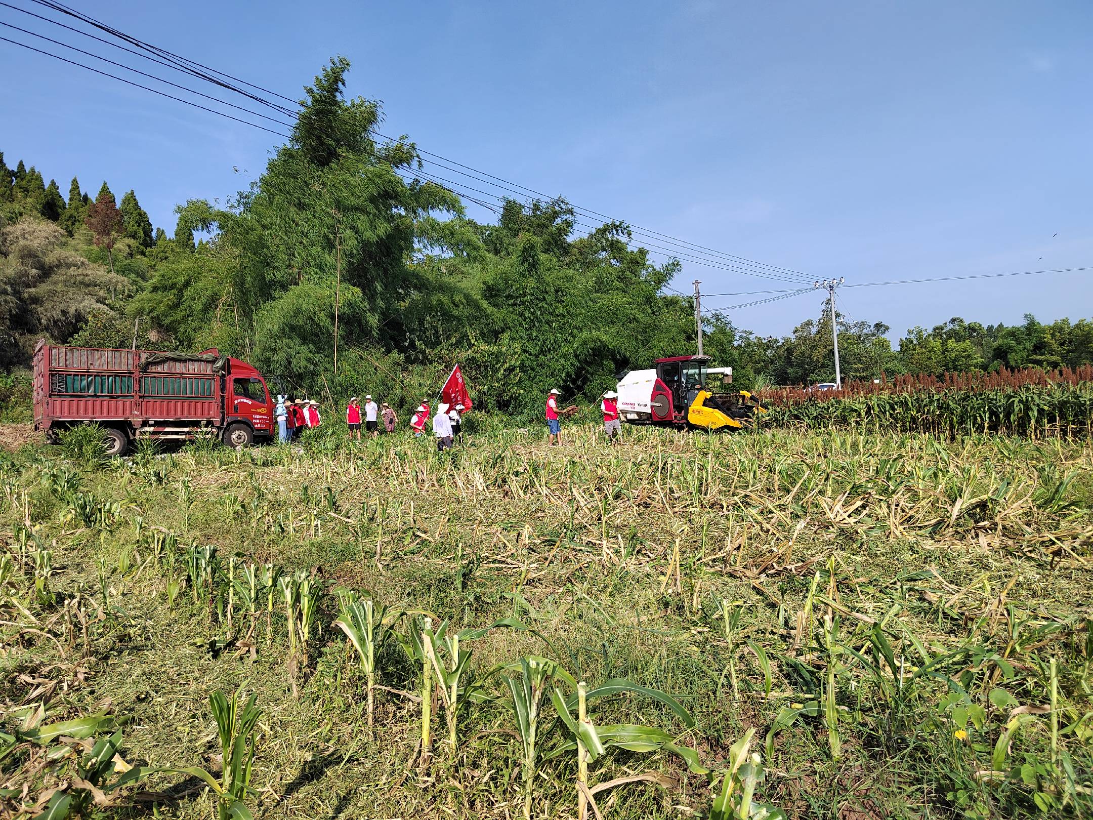 高粱田土壤封闭除草剂施药现场