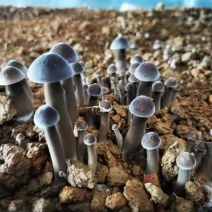 新鲜黑皮鸡枞菌和马桑菌