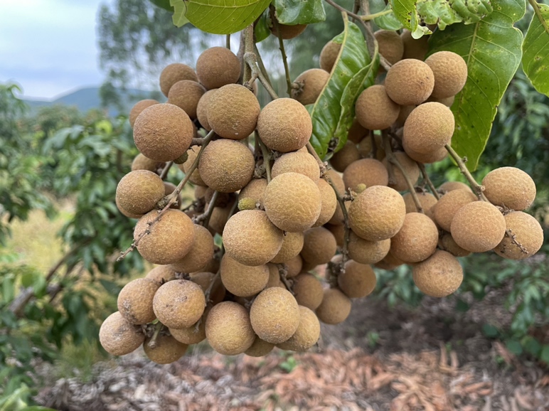 石硖龙眼成熟果实特写