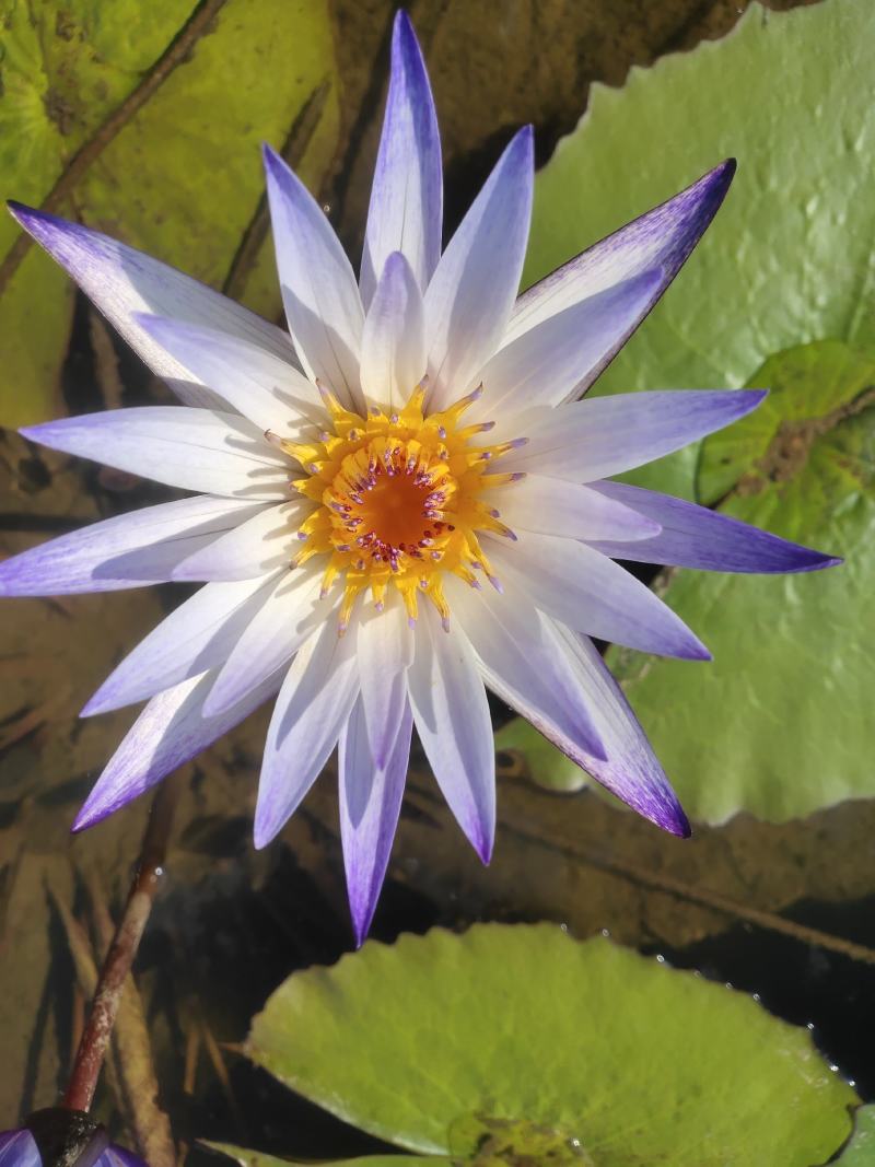 黑美人睡莲带花苞发货