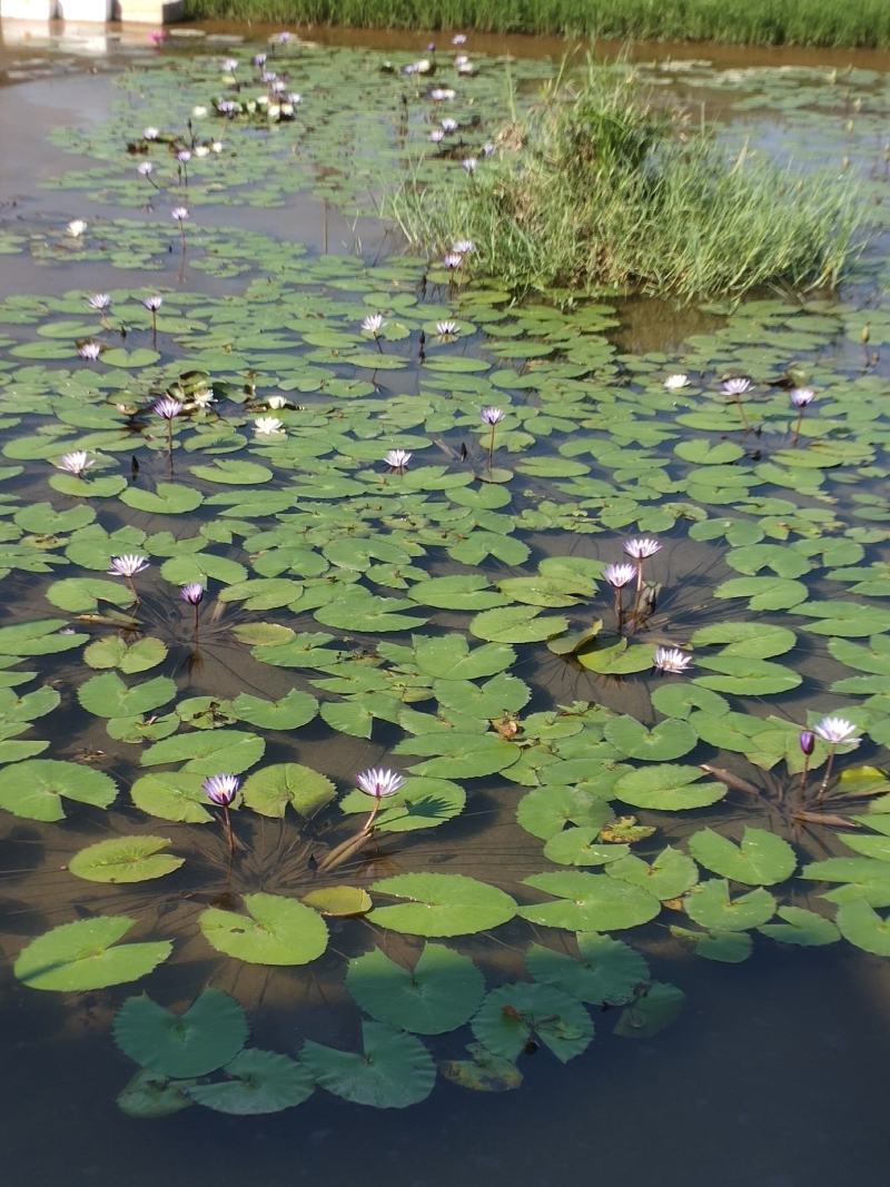 黑美人睡莲带花苞发货
