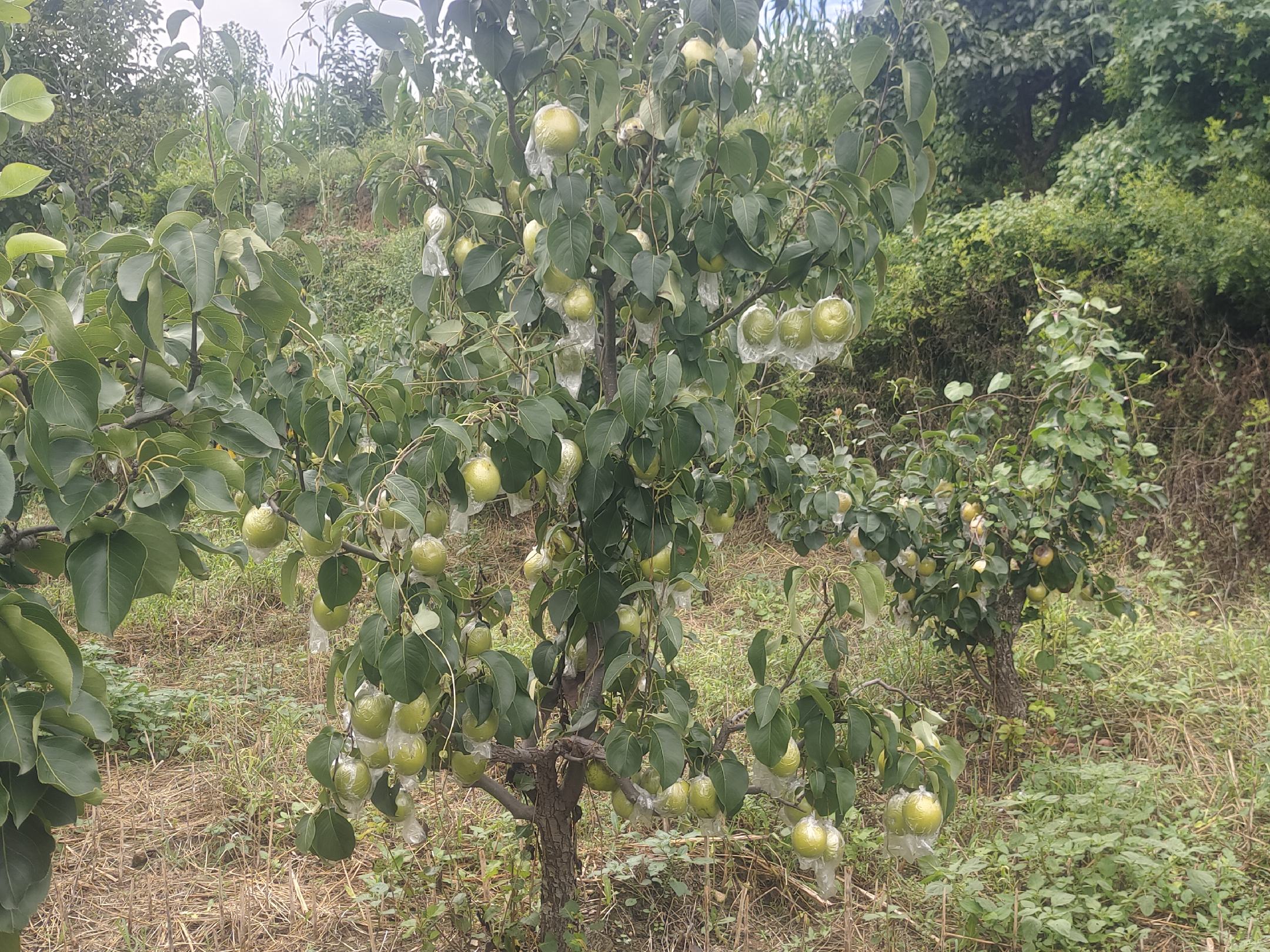 果农在夏季对窖酸梨果实进行双层纸袋套袋操作,工人手持套袋工具将纸袋套入果实并封口,树冠中下部果实已完成套袋,天气晴朗,背景为整齐排列的梨园 窖酸梨果实套袋作业场景