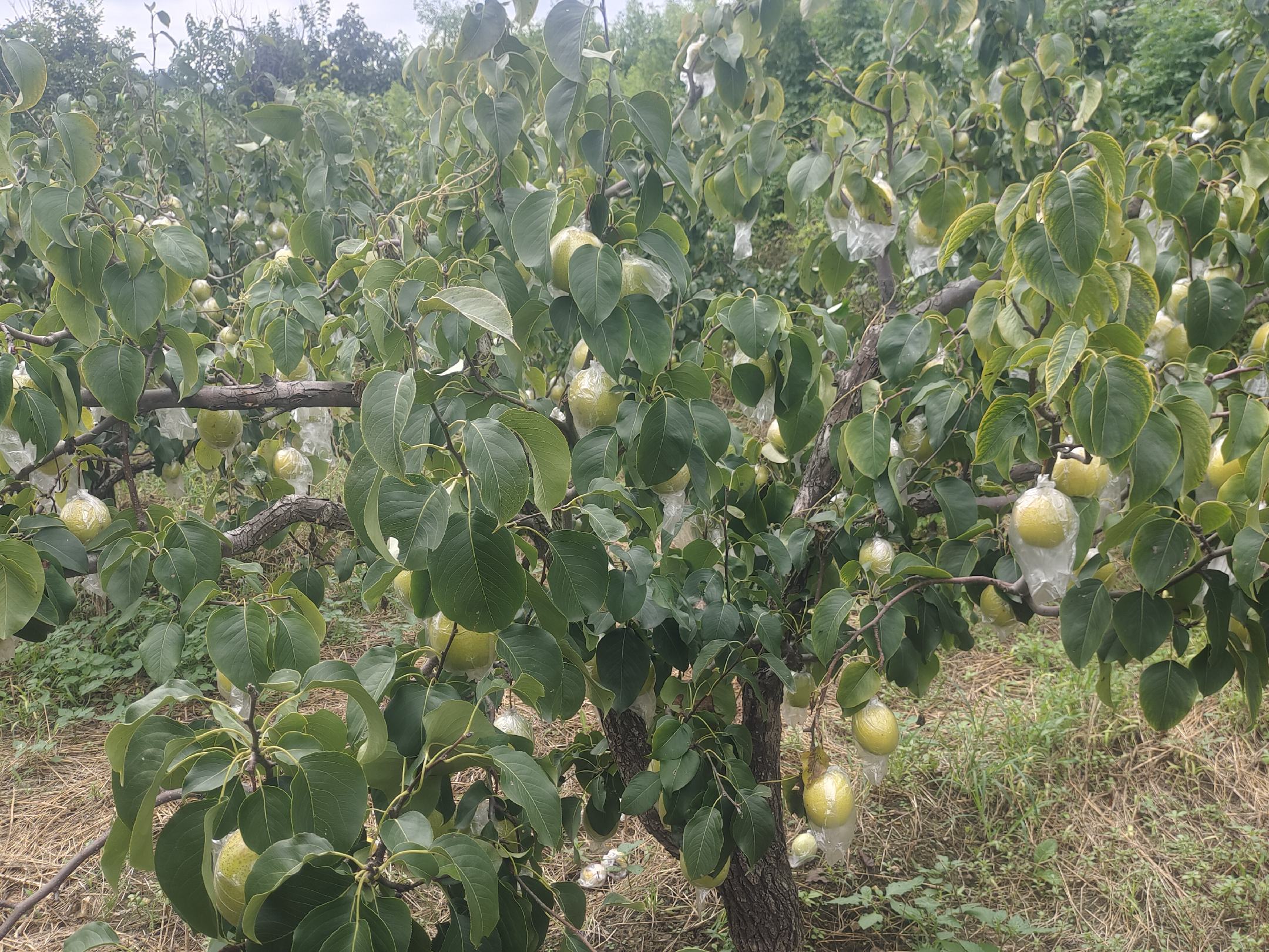 酸梨种植环境对比图:缅甸山区与印尼平原的酸梨种植实景对比 酸梨种植环境对比图