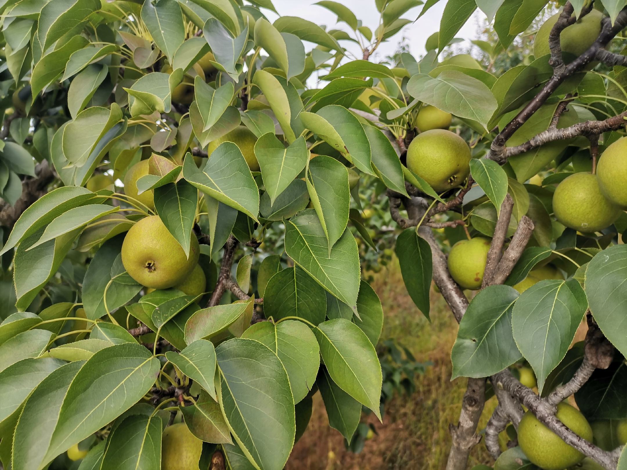 南果梨成熟过程示意图